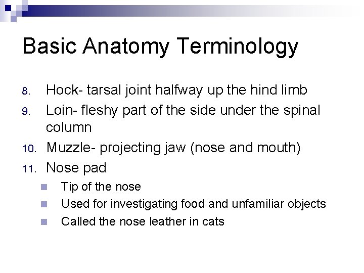 Basic Anatomy Terminology 8. 9. 10. 11. Hock- tarsal joint halfway up the hind