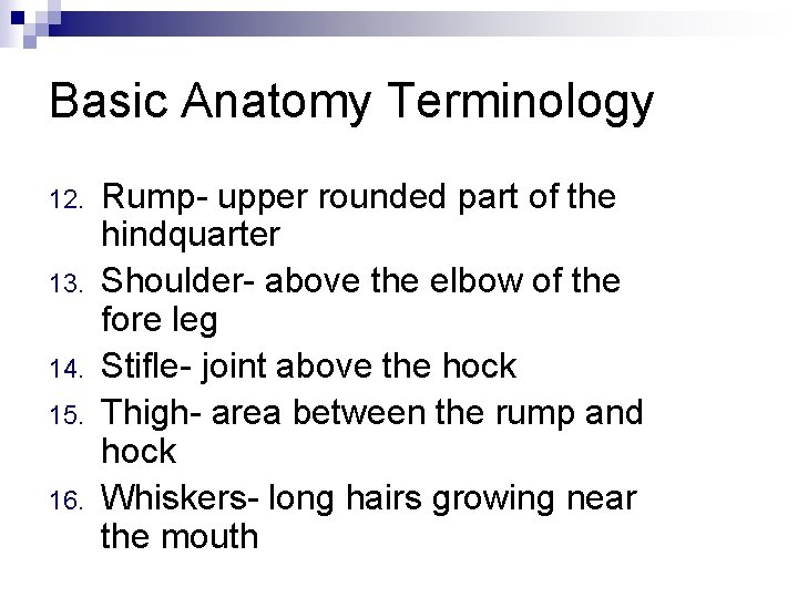 Basic Anatomy Terminology 12. 13. 14. 15. 16. Rump- upper rounded part of the