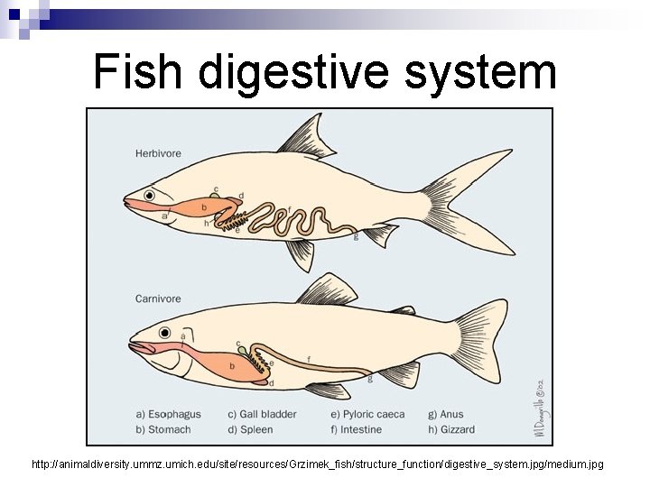 Fish digestive system http: //animaldiversity. ummz. umich. edu/site/resources/Grzimek_fish/structure_function/digestive_system. jpg/medium. jpg 