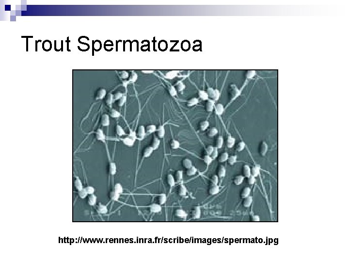 Trout Spermatozoa http: //www. rennes. inra. fr/scribe/images/spermato. jpg 