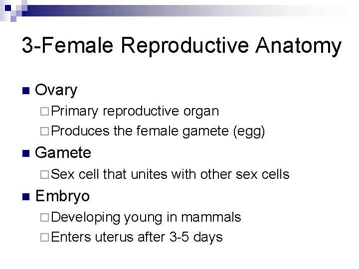 3 -Female Reproductive Anatomy n Ovary ¨ Primary reproductive organ ¨ Produces the female