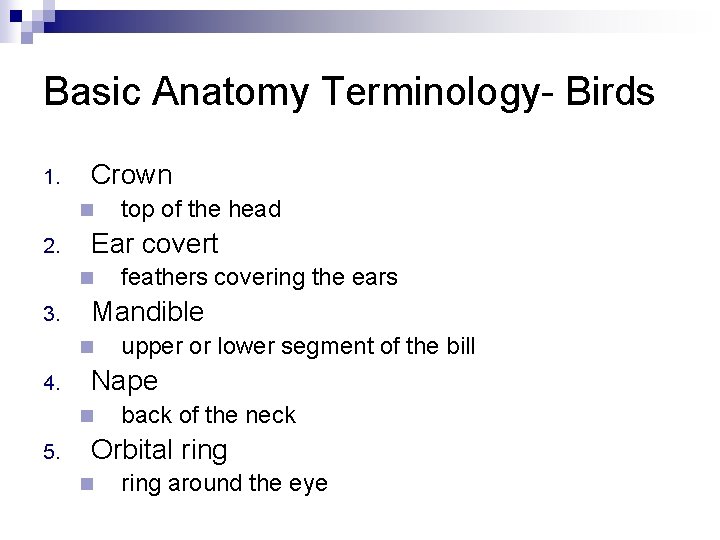 Basic Anatomy Terminology- Birds 1. Crown n 2. Ear covert n 3. upper or