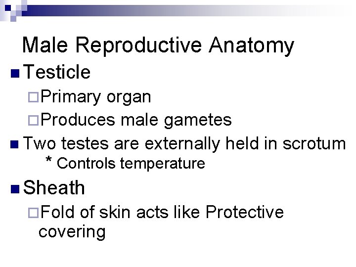 Male Reproductive Anatomy n Testicle ¨Primary organ ¨Produces male gametes n Two testes are