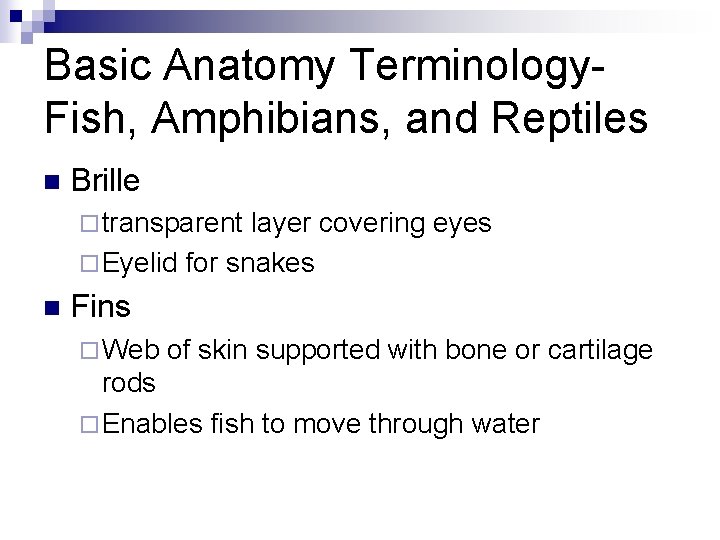Basic Anatomy Terminology. Fish, Amphibians, and Reptiles n Brille ¨ transparent layer covering eyes