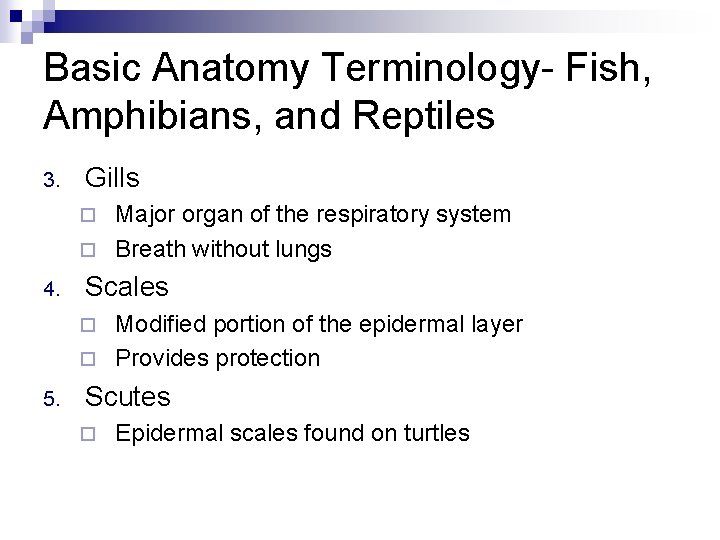 Basic Anatomy Terminology- Fish, Amphibians, and Reptiles 3. Gills Major organ of the respiratory