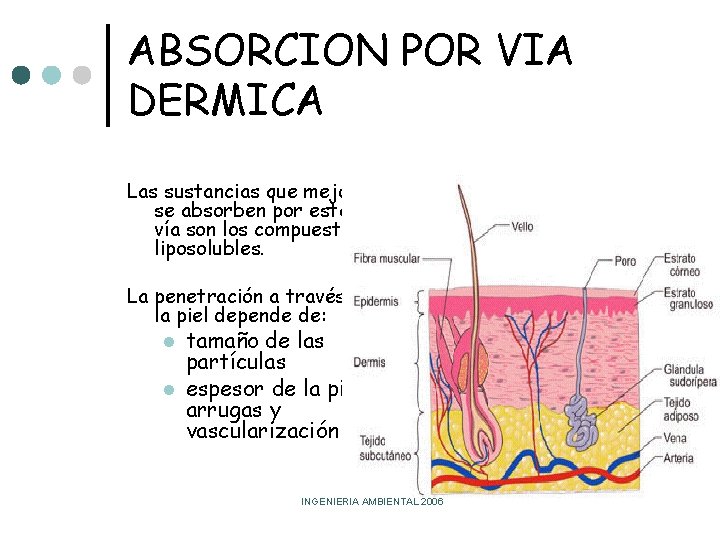 ABSORCION POR VIA DERMICA Las sustancias que mejor se absorben por esta vía son