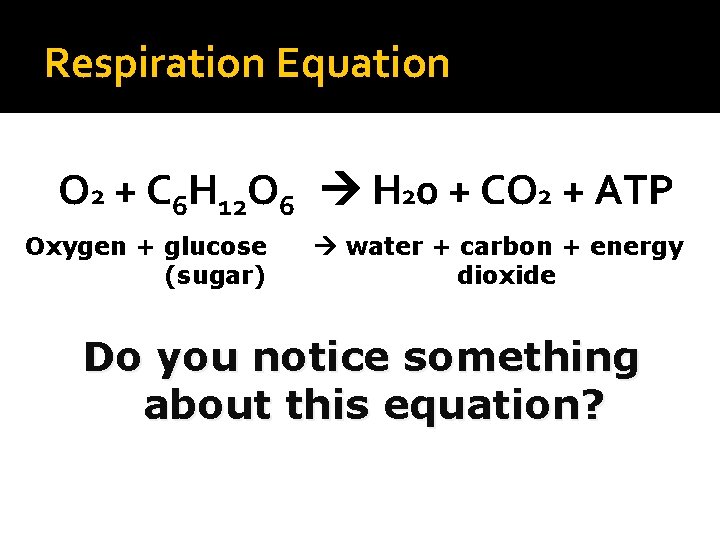 Respiration Equation O 2 + C 6 H 12 O 6 H 20 +