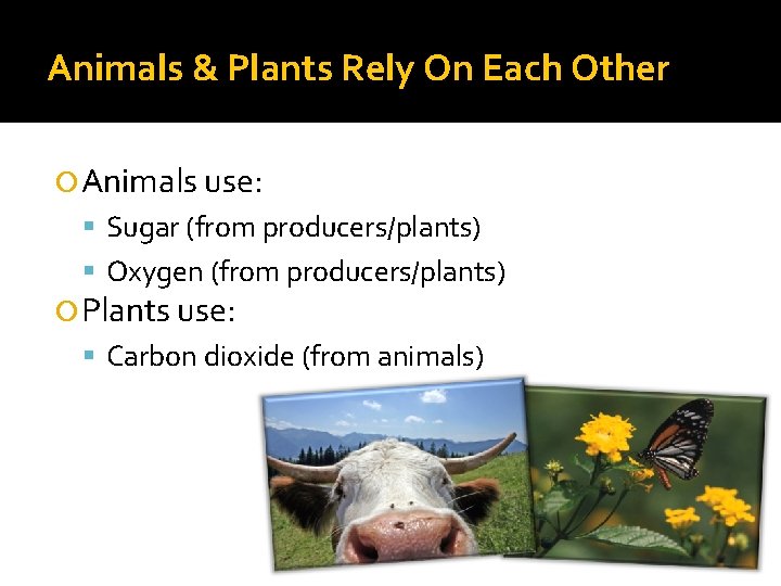 Animals & Plants Rely On Each Other Animals use: Sugar (from producers/plants) Oxygen (from