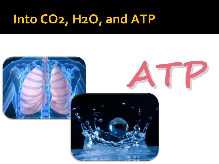 Into CO 2, H 2 O, and ATP 