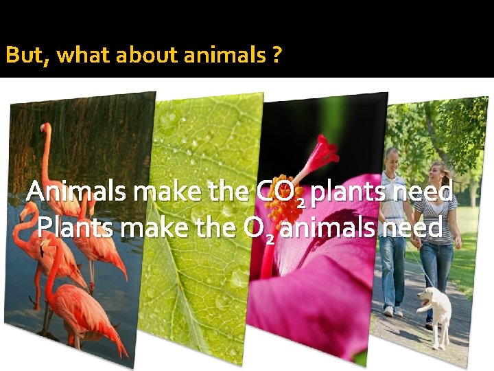 But, what about animals ? Animals make the CO 2 plants need Plants make