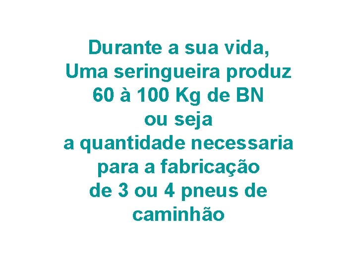 Durante a sua vida, Uma seringueira produz 60 à 100 Kg de BN ou