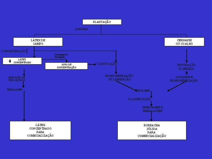 PLANTAÇÃO SANGRIA LÁTEX DE CAMPO CONCENTRAÇÃO CERNANBI OU COALHO { Centrifugação Cremagem LÁTEX CONCENTRADO