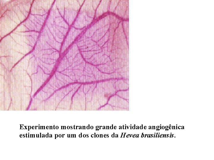 Experimento mostrando grande atividade angiogênica estimulada por um dos clones da Hevea brasiliensis. 