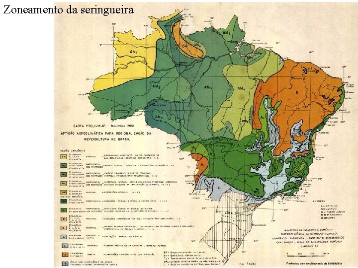 Zoneamento da seringueira 