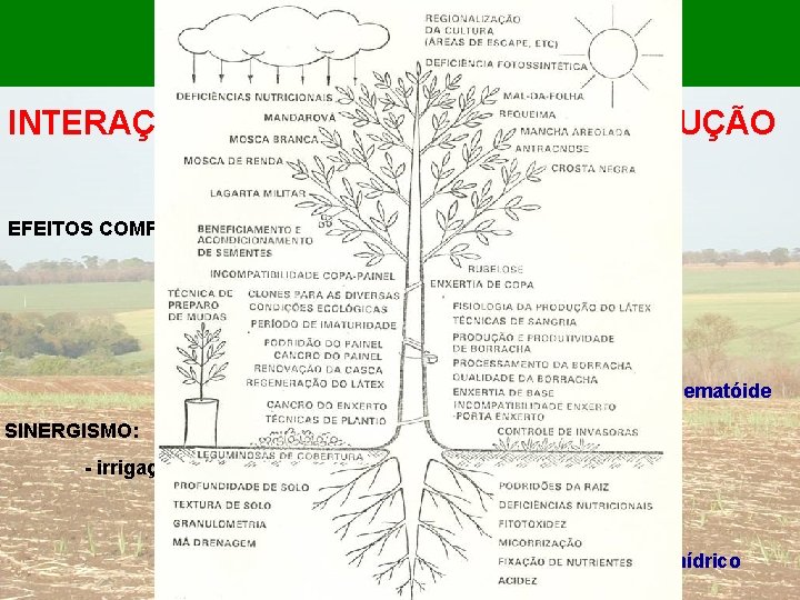 NA LAVOURA INTERAÇÕES ENTRE FATORES DE PRODUÇÃO EFEITOS COMPENSATÓRIOS: EFEITOS EXACERBADORES: - seca, falta