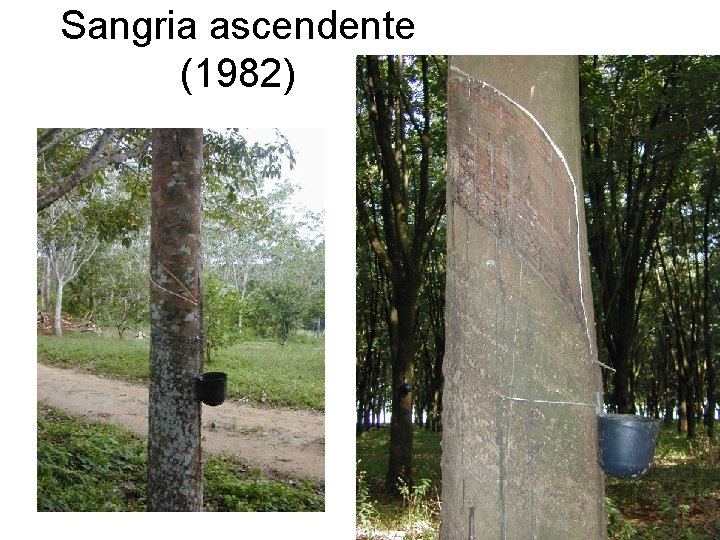 Sangria ascendente (1982) 