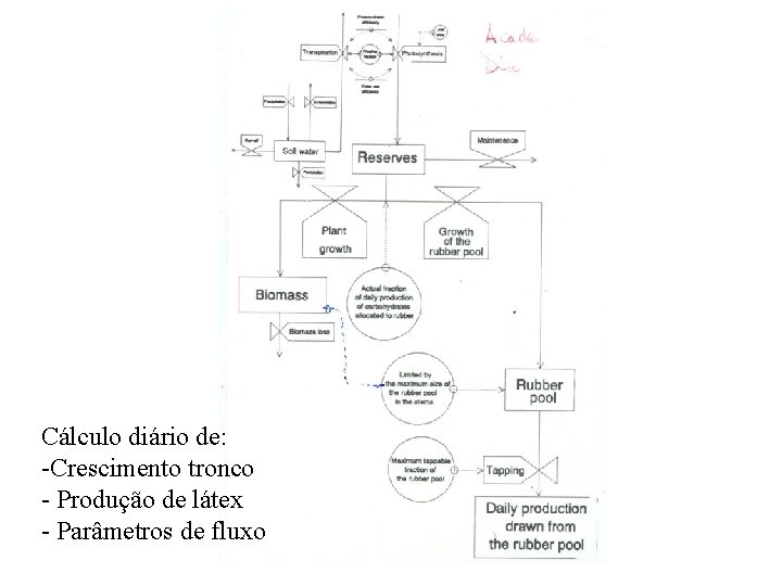 Cálculo diário de: -Crescimento tronco - Produção de látex - Parâmetros de fluxo 