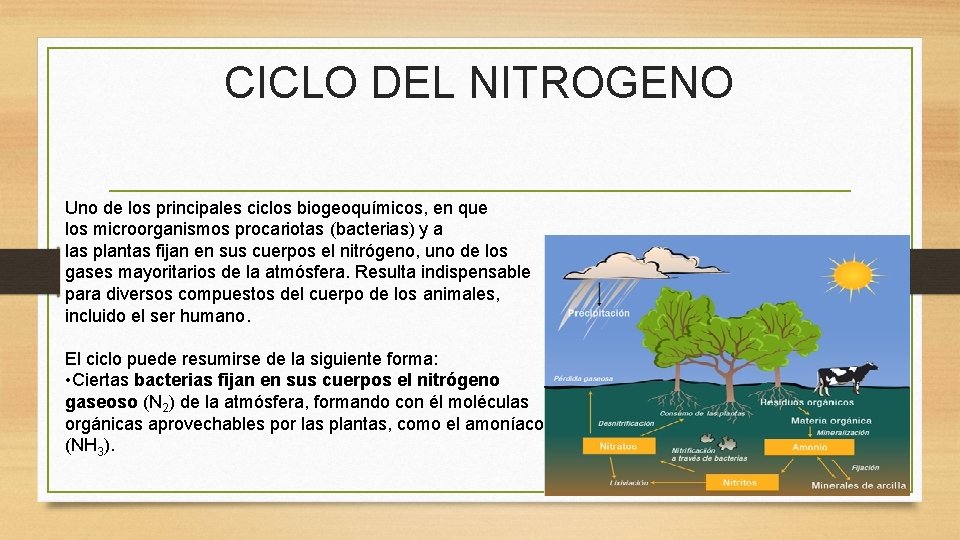 CICLO DEL NITROGENO Uno de los principales ciclos biogeoquímicos, en que los microorganismos procariotas CICLO DEL NITROGENO Uno de los principales ciclos biogeoquímicos, en que los microorganismos procariotas