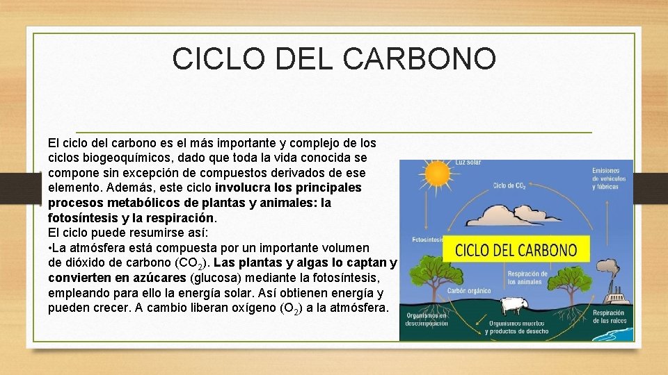 CICLO DEL CARBONO El ciclo del carbono es el más importante y complejo de