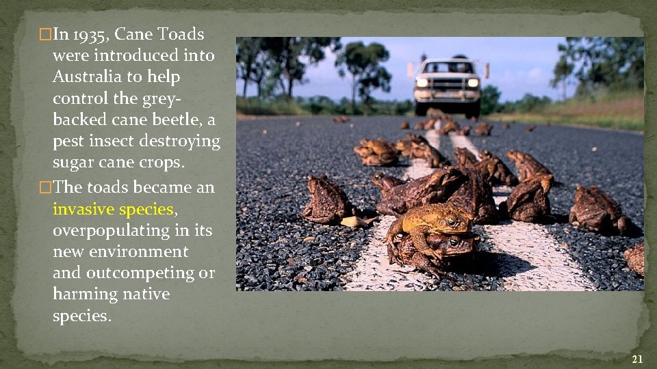 �In 1935, Cane Toads were introduced into Australia to help control the greybacked cane