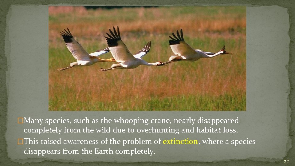 �Many species, such as the whooping crane, nearly disappeared completely from the wild due