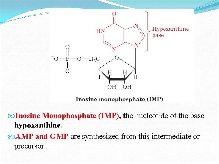  Inosine Monophosphate (IMP), the nucleotide of the base hypoxanthine. AMP and GMP are