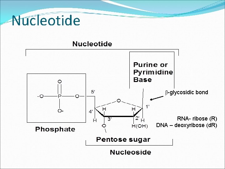 Nucleotide b-glycosidic bond RNA- ribose (R) DNA – deoxyribose (d. R) 