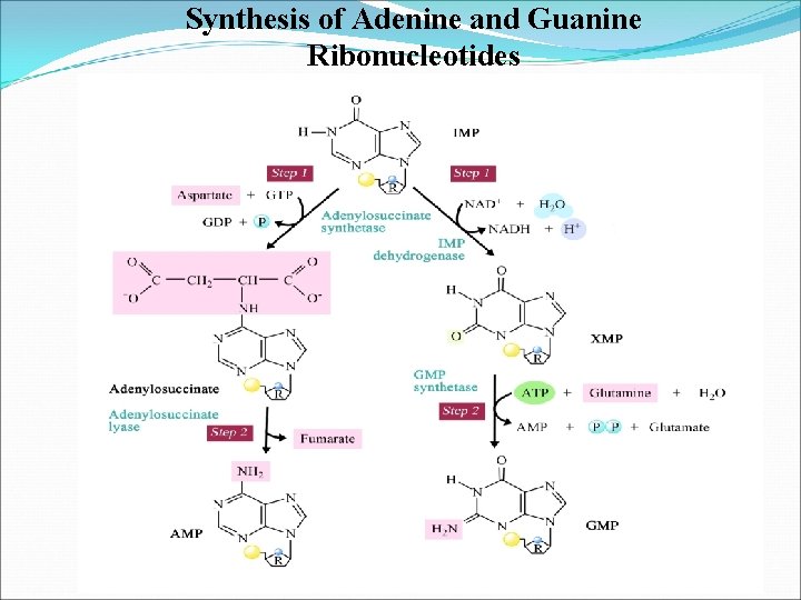 Synthesis of Adenine and Guanine Ribonucleotides 