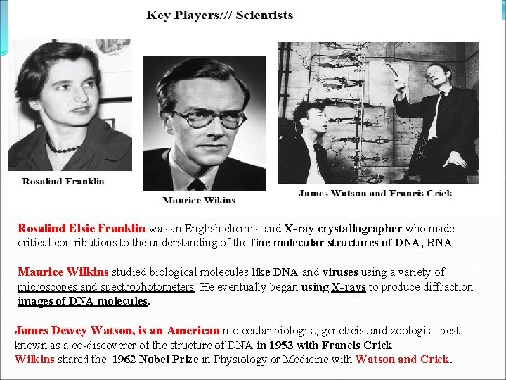 Rosalind Elsie Franklin was an English chemist and X-ray crystallographer who made critical contributions