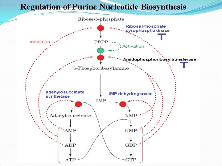 Regulation of Purine Nucleotide Biosynthesis 