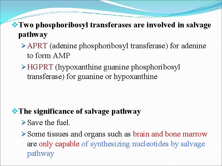 v. Two phosphoribosyl transferases are involved in salvage pathway Ø APRT (adenine phosphoribosyl transferase)