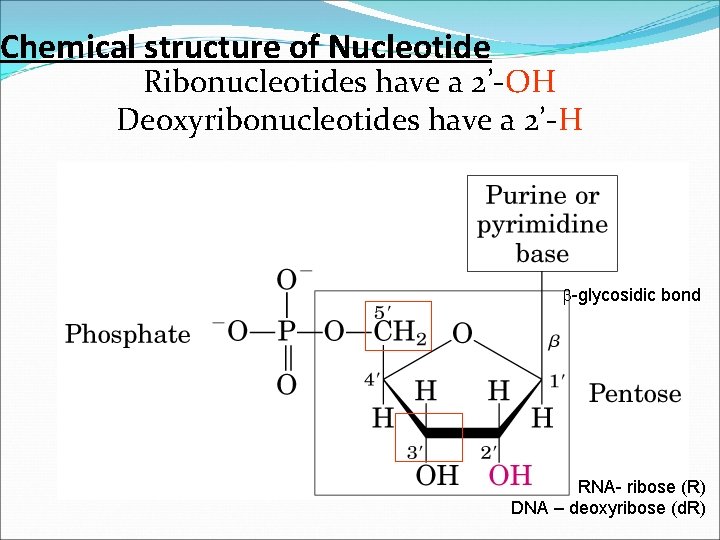 Chemical structure of Nucleotide Ribonucleotides have a 2’-OH Deoxyribonucleotides have a 2’-H b-glycosidic bond