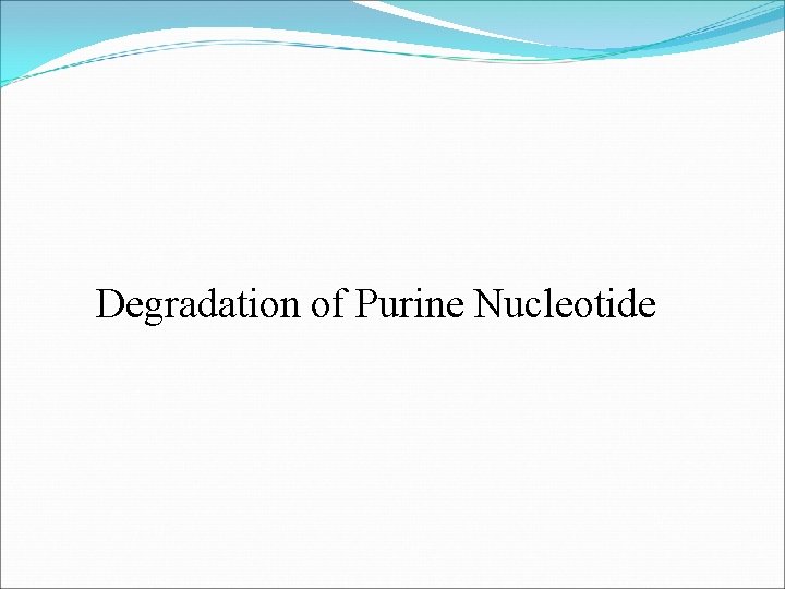 Degradation of Purine Nucleotide 