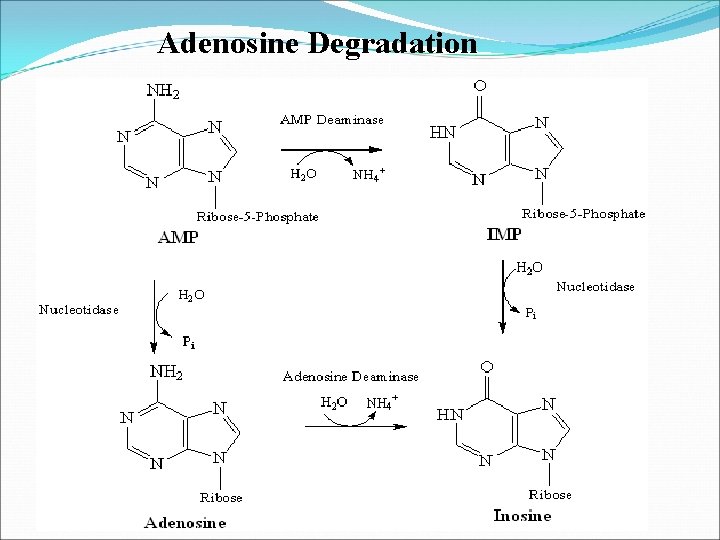 Adenosine Degradation 