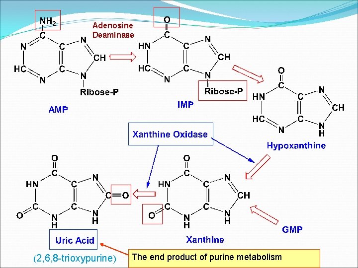 Adenosine Deaminase (2, 6, 8 -trioxypurine) The end product of purine metabolism 