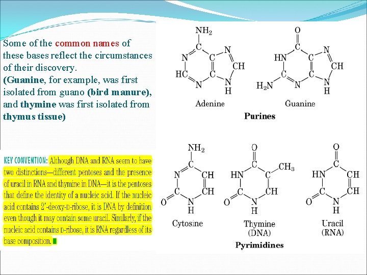 Some of the common names of these bases reflect the circumstances of their discovery.