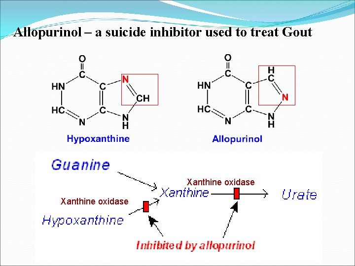 Allopurinol – a suicide inhibitor used to treat Gout Xanthine oxidase 