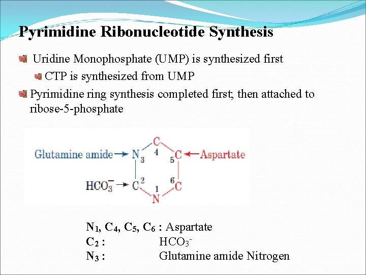 Pyrimidine Ribonucleotide Synthesis Uridine Monophosphate (UMP) is synthesized first CTP is synthesized from UMP