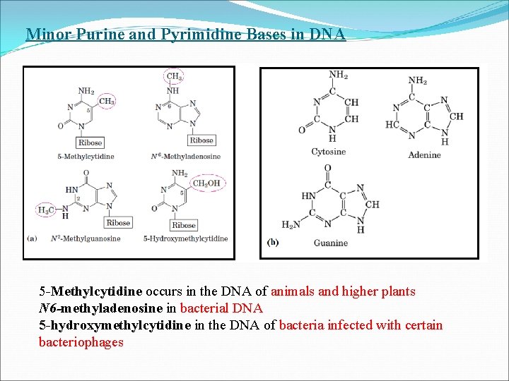 Minor Purine and Pyrimidine Bases in DNA 5 -Methylcytidine occurs in the DNA of