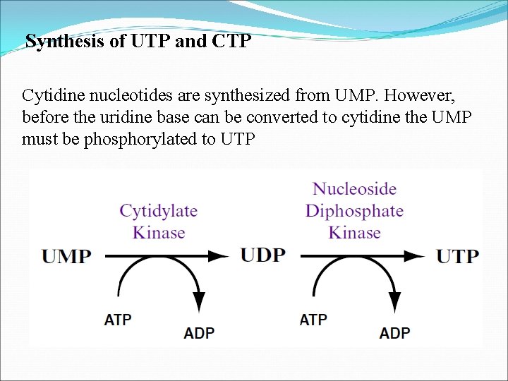 Synthesis of UTP and CTP Cytidine nucleotides are synthesized from UMP. However, before the