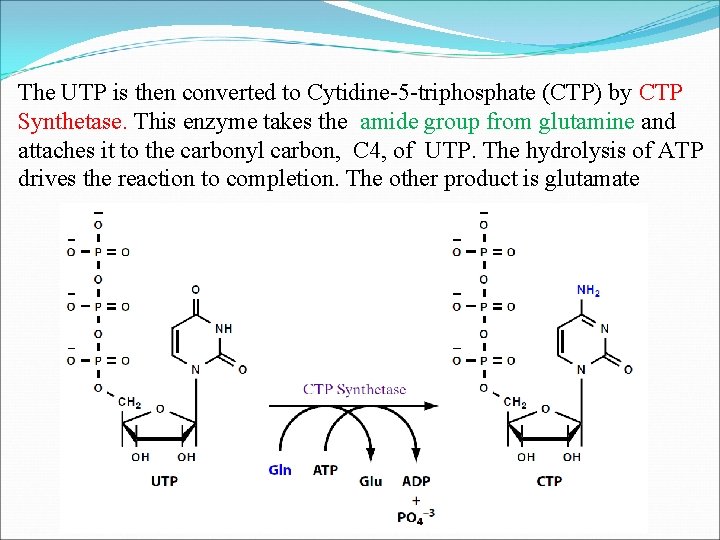 The UTP is then converted to Cytidine-5 -triphosphate (CTP) by CTP Synthetase. This enzyme