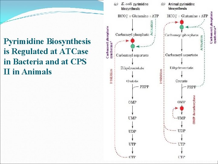 Pyrimidine Biosynthesis is Regulated at ATCase in Bacteria and at CPS II in Animals