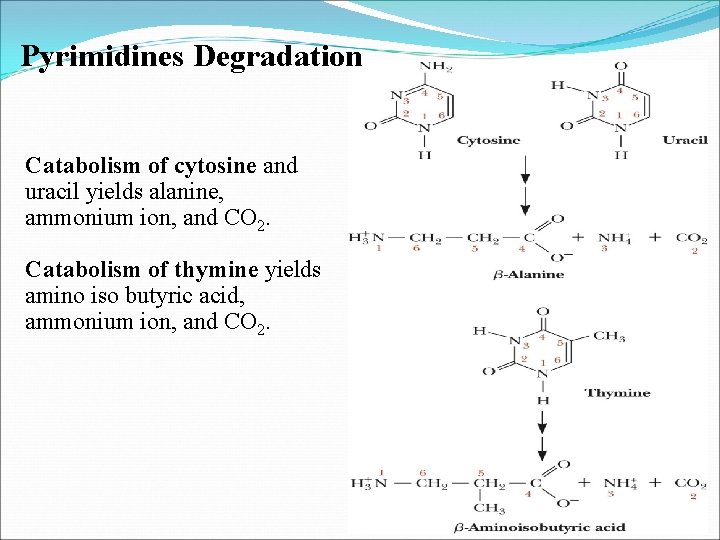 Pyrimidines Degradation Catabolism of cytosine and uracil yields alanine, ammonium ion, and CO 2.