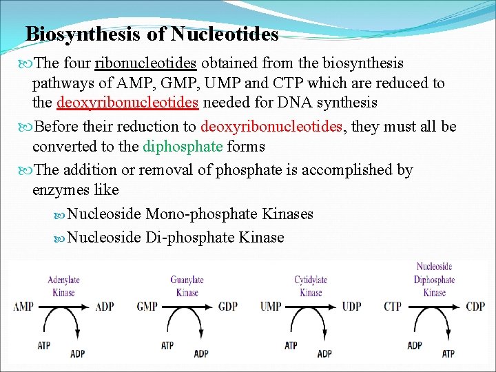 Biosynthesis of Nucleotides The four ribonucleotides obtained from the biosynthesis pathways of AMP, GMP,