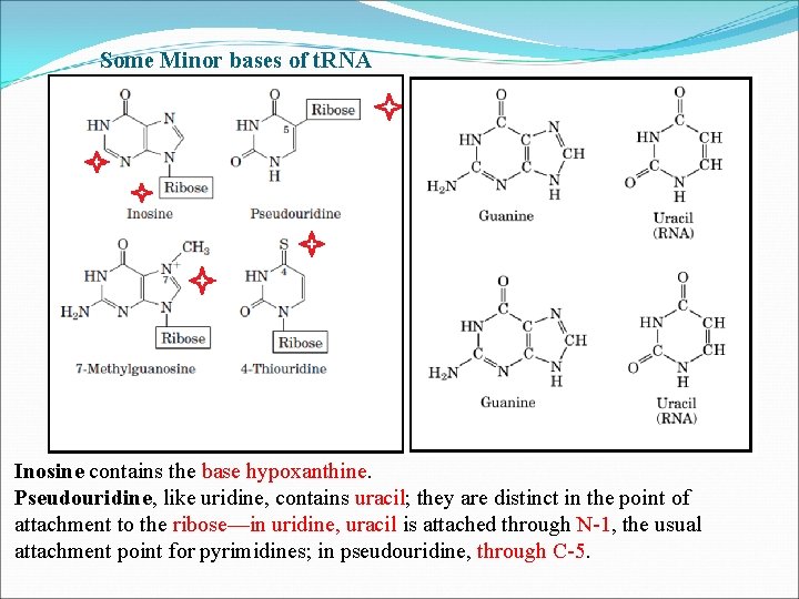 Some Minor bases of t. RNA Inosine contains the base hypoxanthine. Pseudouridine, like uridine,