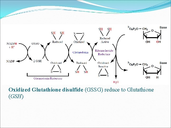 Oxidized Glutathione disulfide (GSSG) reduce to Glutathione (GSH) 