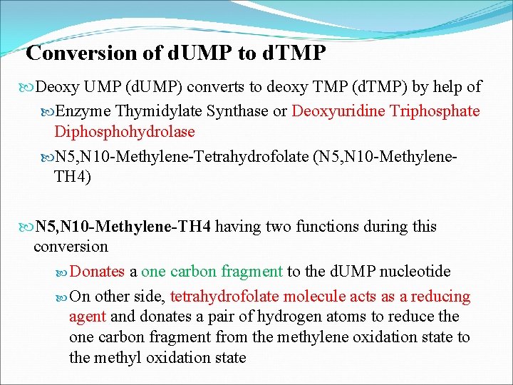 Conversion of d. UMP to d. TMP Deoxy UMP (d. UMP) converts to deoxy