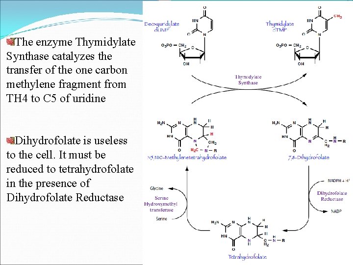 The enzyme Thymidylate Synthase catalyzes the transfer of the one carbon methylene fragment from