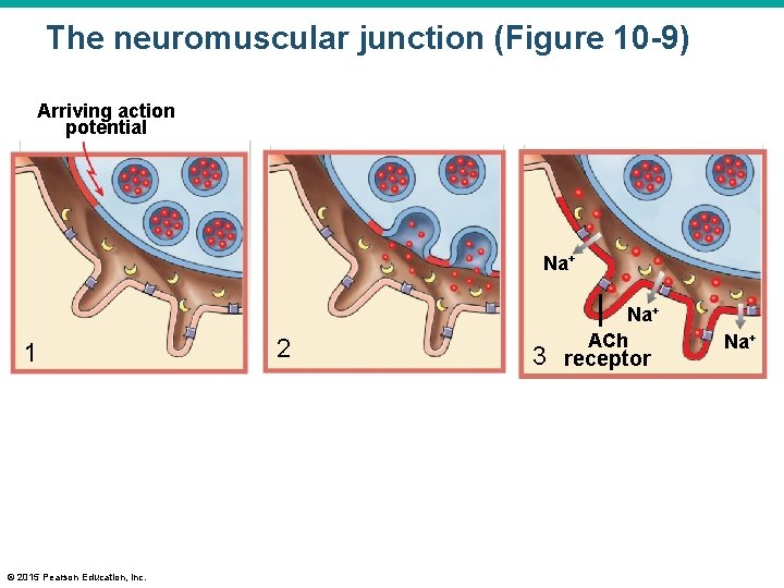 The neuromuscular junction (Figure 10 -9) Arriving action potential Na+ 1 © 2015 Pearson