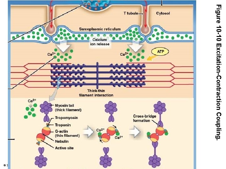 Figure 10 -10 Excitation-Contraction Coupling. © 2015 Pearson Education, Inc. 